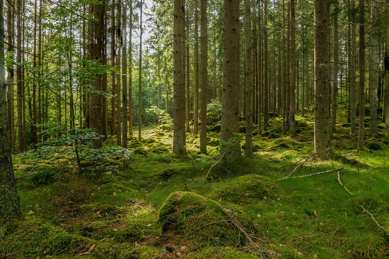 Forest Bathing